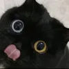 cat586840
