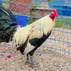 houithigamefarm