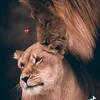 lelesh_4