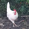 muhammedmb34