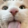 ilovecats1121