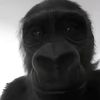gman_177