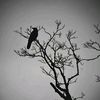 sairi_coo01