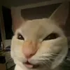 koteik.q