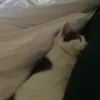cat.woman8121