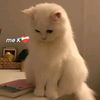 khazaim_khan804