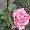 1_princess19