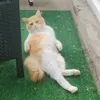 evanetcaramel3