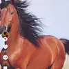 .ymaan