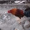 rorbet.rijo