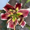 deborah2372