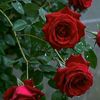 mariam.sara.dz
