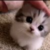 shop pet MR