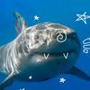 fluffyshark0