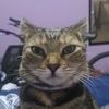 puccathecat43