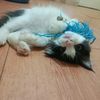 onty_cemong_moka