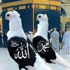 wene3ma.billeh