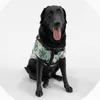 Bob The Labrador