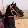 .khamis.bii