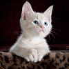 catmagicmeow