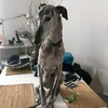 galgo778