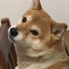 amimami0