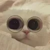 ry9_ibo
