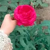 prensesebila1