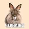 demion_358211