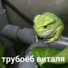 trybaeb_vitayla