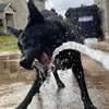 kikotheshepherd