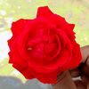 amraiziqbal02227