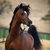mohamed.nassar145