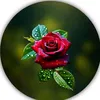 user8034069402906