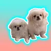 Bella and Lolla