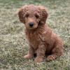 maple_goldendoodle