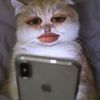 icaa__celss