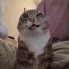 perfect_cat1