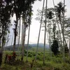 suka_kamuu104