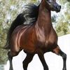 alharth.ali7