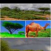 nastexo.dahir79
