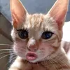 hmeooiuudau