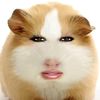 meexotang
