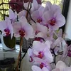 patricia.levasseu