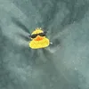 josepus.albertoru