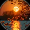 shamimhasan7848