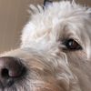 oisin_h_1
