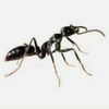 ants.005150