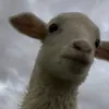 igorekrs