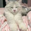 brown_sugar_cat
